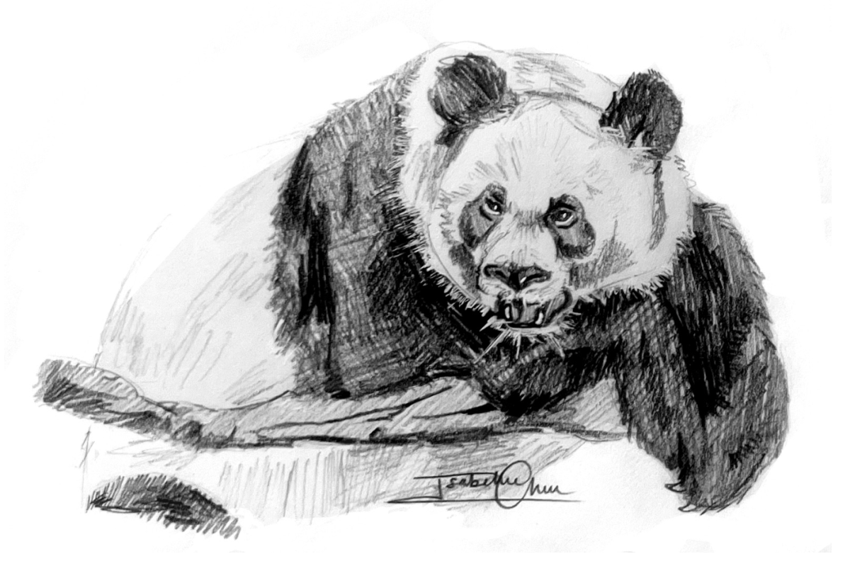 Pandas act as unlikely facilitators of diplomacy between China and the United States.